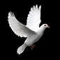 White-Pigeon