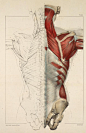 【身体骨骼、肌肉结构图】头部篇：OCG插画控