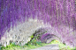 日本河內藤園的紫藤花瀑布。