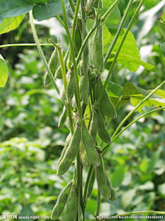 腾讯管理组采集到蔬菜