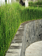 Horsetail reed for redeeming area of riverfront with chunks of broken wall