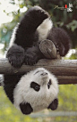 Hee hee...#熊猫#