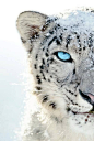 snow leopard: 