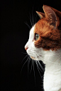 orange & white cat | Whiskers