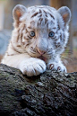 23 fotos de animales bebés que te harán morir de ternura | Tiger: 