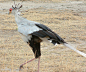 苏丹国鸟：蛇鹫 

一种非洲的食肉鸟类。 #国鸟#