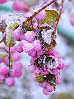 图片3收集2整理1搜索采集到【摄影】花花草草