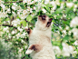 Cat-and-white-flowers-tree-spring_2560x1920