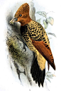 鴷形目·啄木鸟科·冠啄木鸟属：棕头啄木鸟