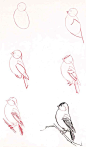 Learn to draw: Bird: