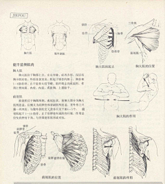 Ni懂否采集到人体结构-造型基础