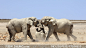 在打架的两只大象特写摄影高清图片