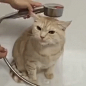 第一次见到洗澡那么淡定的猫 