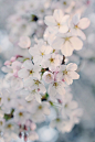 Spring Blossom