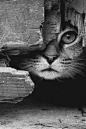 Photo of "Cat peeking through" = Outstanding composition, textures, contrast lighting, & aliveness!