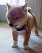 If I ever have a dog, this is the one I want. shiba inu.