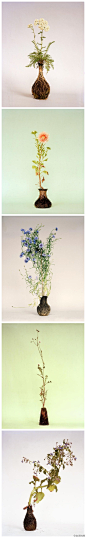 【#美物#】这组植物照来自艺术家Diana Scherer的作品。起先它们与普通栽培并无不同，都是用器皿培育。但当植物生长到一定形状时，培育器就会被破坏掉，露出植物自身的根茎，形成了这些特别的根系花瓶。 #采集大赛#