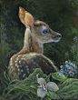 Fawn (White Tail Deer)- by Laura Mark-Finberg / Mark-Finberg Gallery -