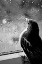 Wings of hope are really what you see. You can see the bird hoping that the weather will get better, that he'll be able to fly. Words: Bird, rain, black, window, cold, hope, wings, beak.