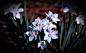 白水仙 Narcissus papyraceus 百合目 石蒜科 水仙属
Narcissus papyraceus by Osmar Duran on 500px