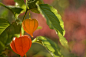 Autumn lanterns by Saleta Sierra on 500px