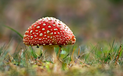 鸡蟹师采集到Mushroom