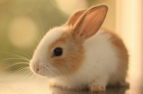 兔子 