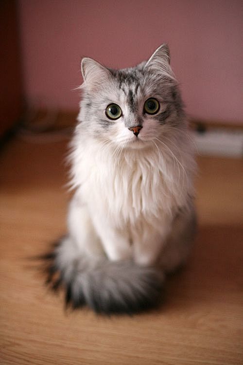 pretty kitty