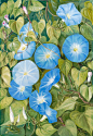 355. Morning Glory, Natal Prints by Marianne North | Magnolia Box