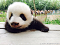  成都大熊猫繁育研究基地 
#盘达萌图#努力学习爬行的小滚滚们，么么哒[亲亲][亲亲]