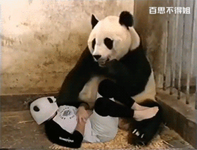 熊猫:握草！我儿子成精了？