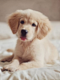 Top 10 Dog Breeds, amazing breeds :)