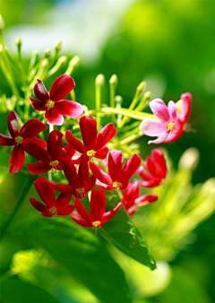 ~灵希~采集到那些花儿与植物