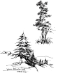 景源手绘创意营的树木风景类线稿作品23 - 老泥鳅素描论坛 http://www.laoniqiu.com #素描#