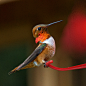 phototoartguy:

Rufous Hummingbird (Male) by redmanian on Flickr
☛ http://flic.kr/p/vnwuwR
