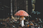 red and white mushroom photo – Free Mushroom Image on Unsplash