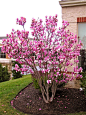 Saucer Magnolia tree; so pretty! I love the bright pink, and think it'd look spectacular in my garden. Research will be done on this plant to see if it can grow in my garden.: 