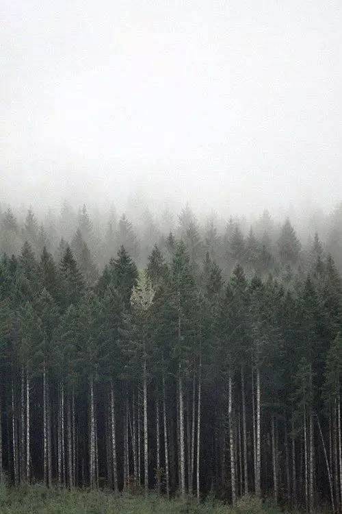 森林，迷雾 : 寂静的森林，弥漫的雾气，...