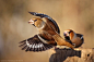 走起！ 锡嘴雀 Coccothraustes coccothraustes 雀形目 燕雀科 锡嘴雀属
Hawfinch by Tat'yana Zherebtsova on 500px