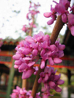 晴空雨々采集到花顏错