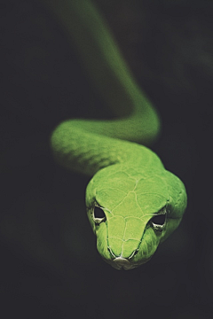 Green~Monsters采集到snake