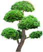 园林大树png元素树木植物水彩树免抠素材