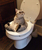 Pooping Cat