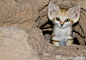 是的，这只kitty就是沙丘猫幼崽，它们头宽，耳朵大,毛色接近沙子的颜色，主要生活在非洲和亚洲的沙漠中//@博物杂志: 沙丘猫（Felis margarita）的幼崽