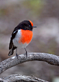 Red-capped Robin, Male by birdsaspoetry on Flickr.Red-capped Robin, Male