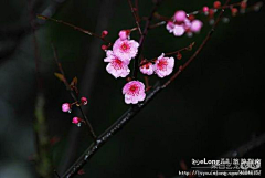 nlict采集到西溪湿地公园-雨中梅花