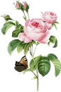 免扣背景PNG素材#鲜花图片花束图片 精美粉色玫瑰花#
