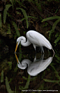 Photograph Great Egret with reflection by Charles Glatzer on 500px