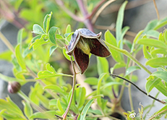 十四公主~采集到花