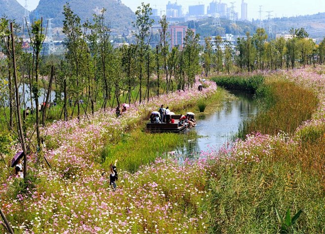 湿地公园花卉景观